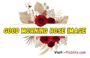 Good Morning Rose Image