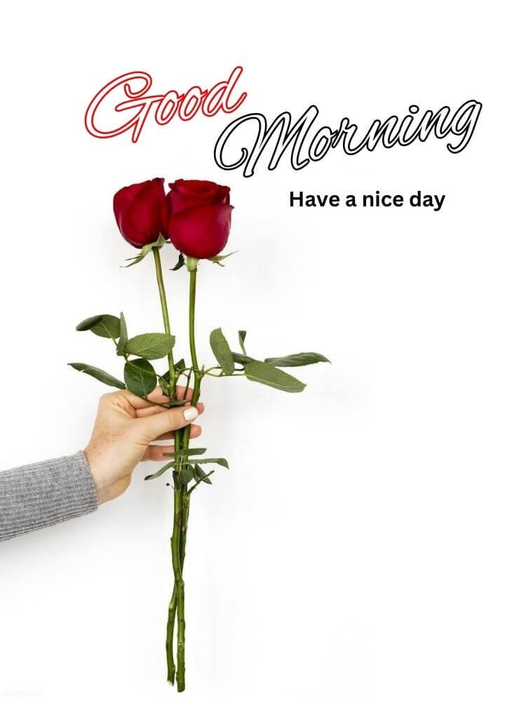 good morning red rose 4