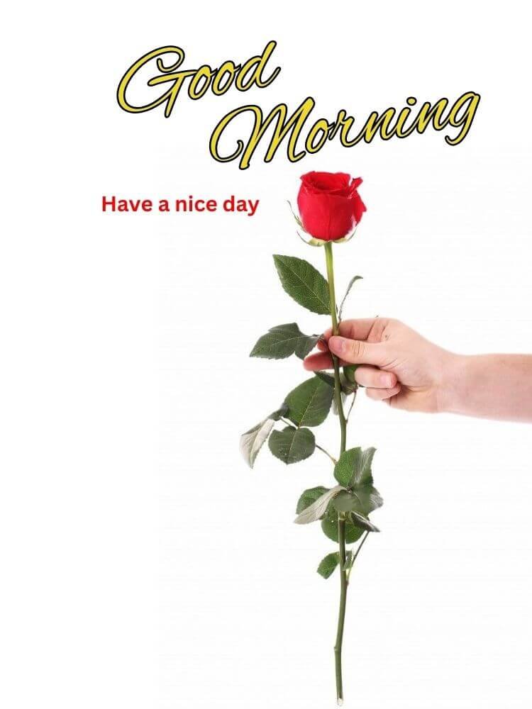 good morning red rose 5