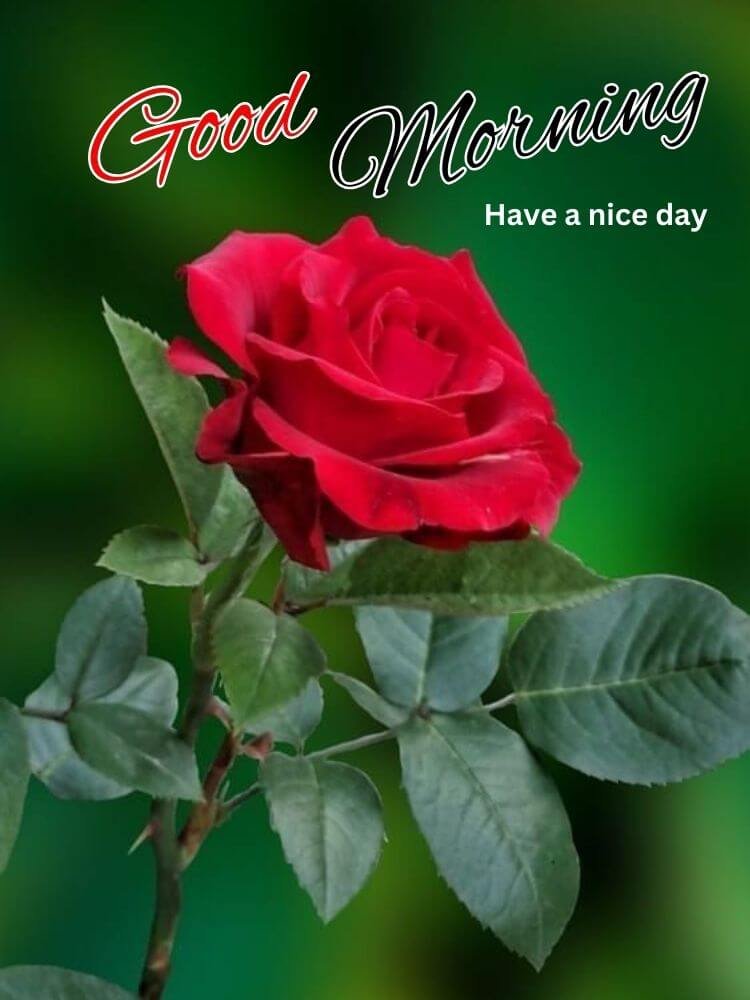 good morning red rose 9