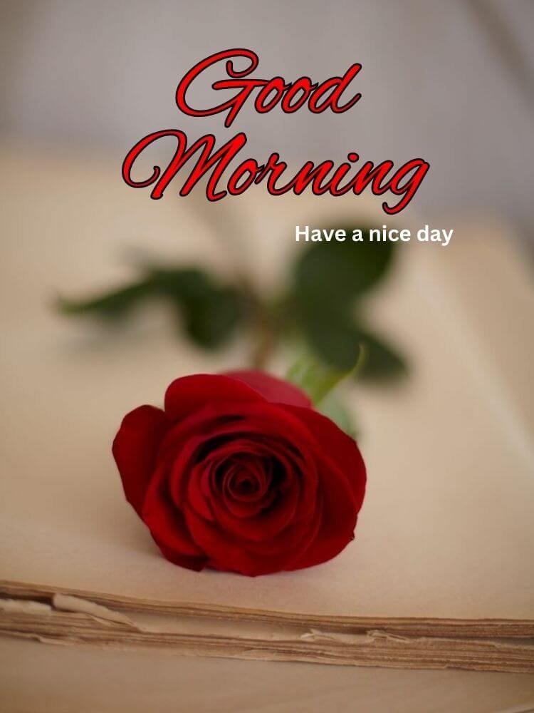 good morning red rose images 10