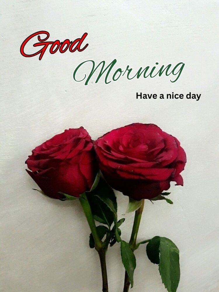 good morning red rose images 2