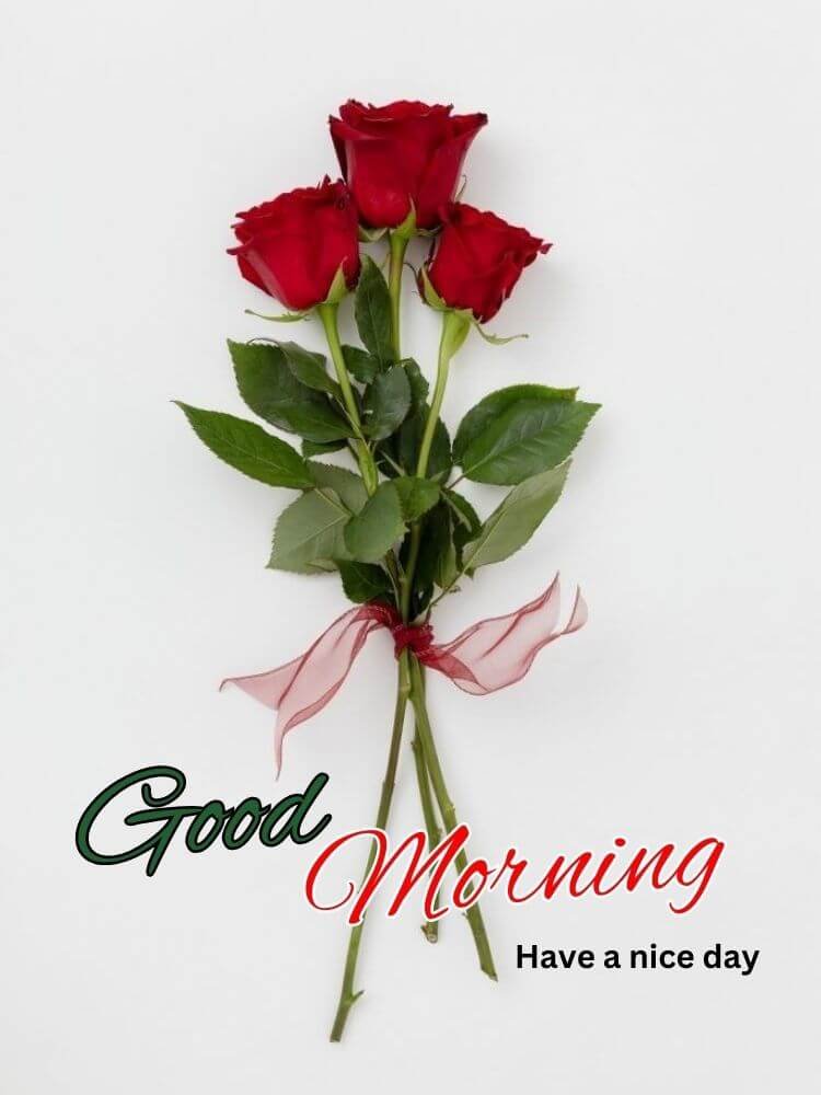 good morning red rose images 4