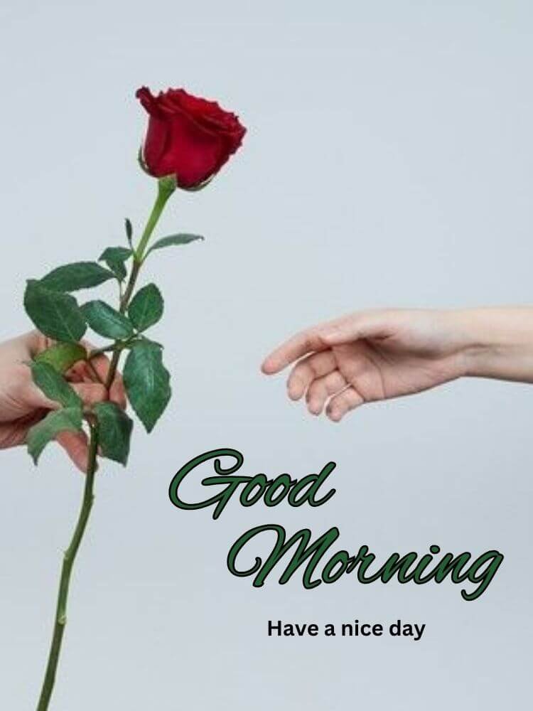 good morning rose 10