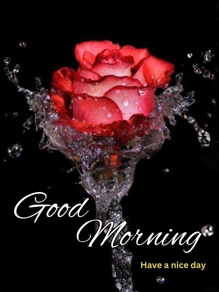 good morning rose flower 6