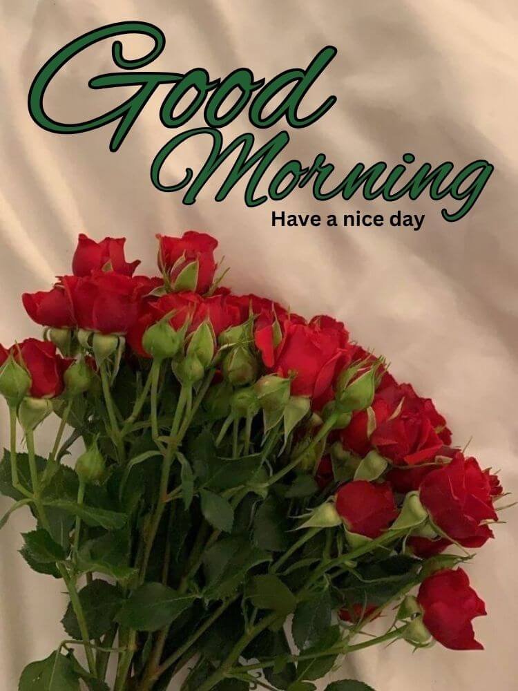 good morning rose image 10