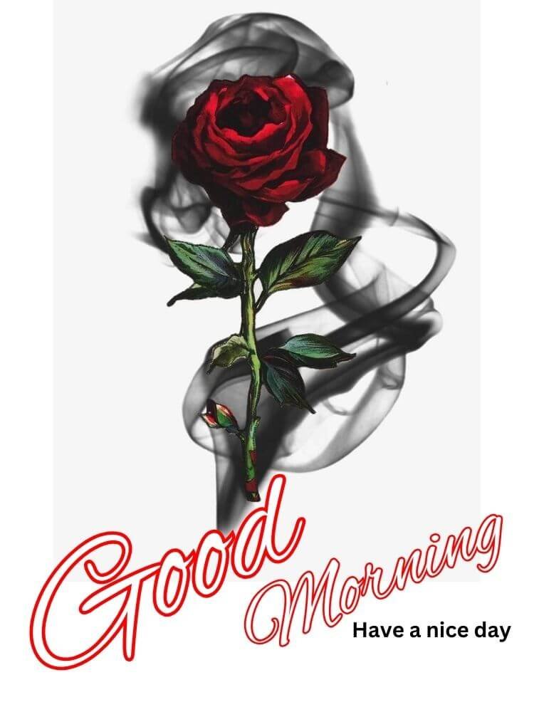 good morning rose image 19