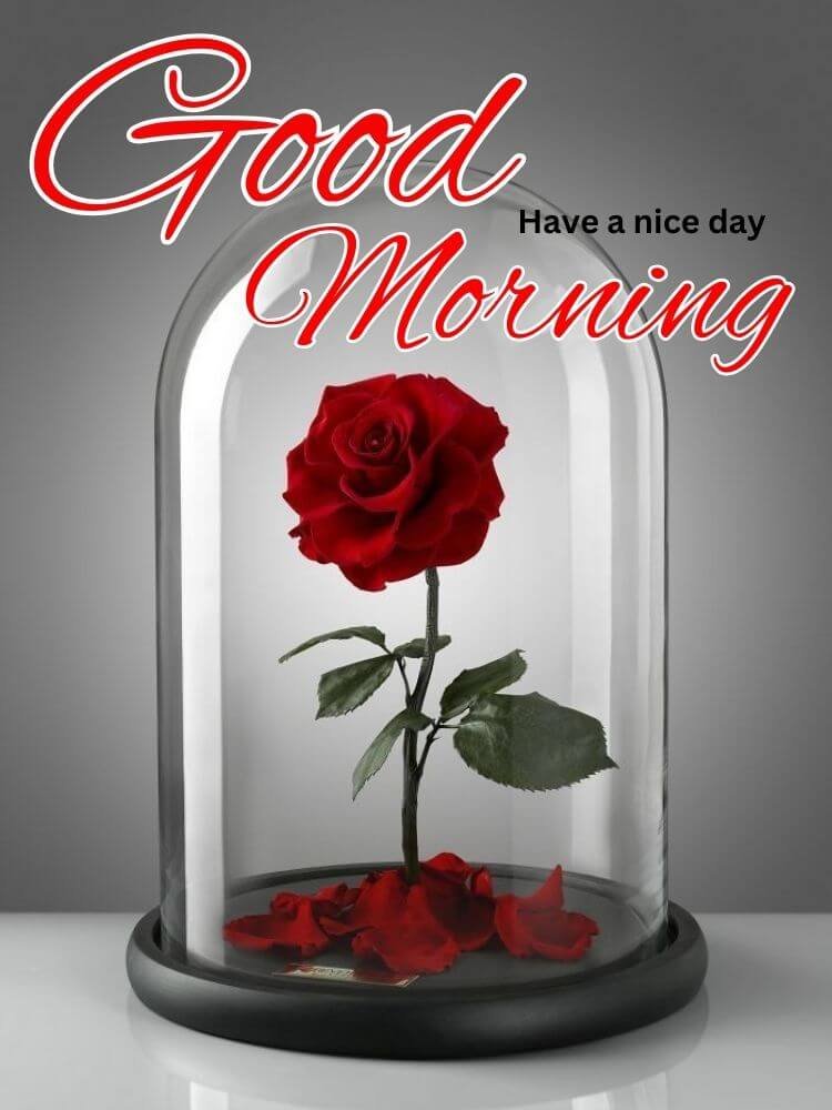 good morning rose image 5