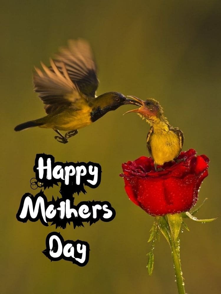 happy mothers day images free download 2