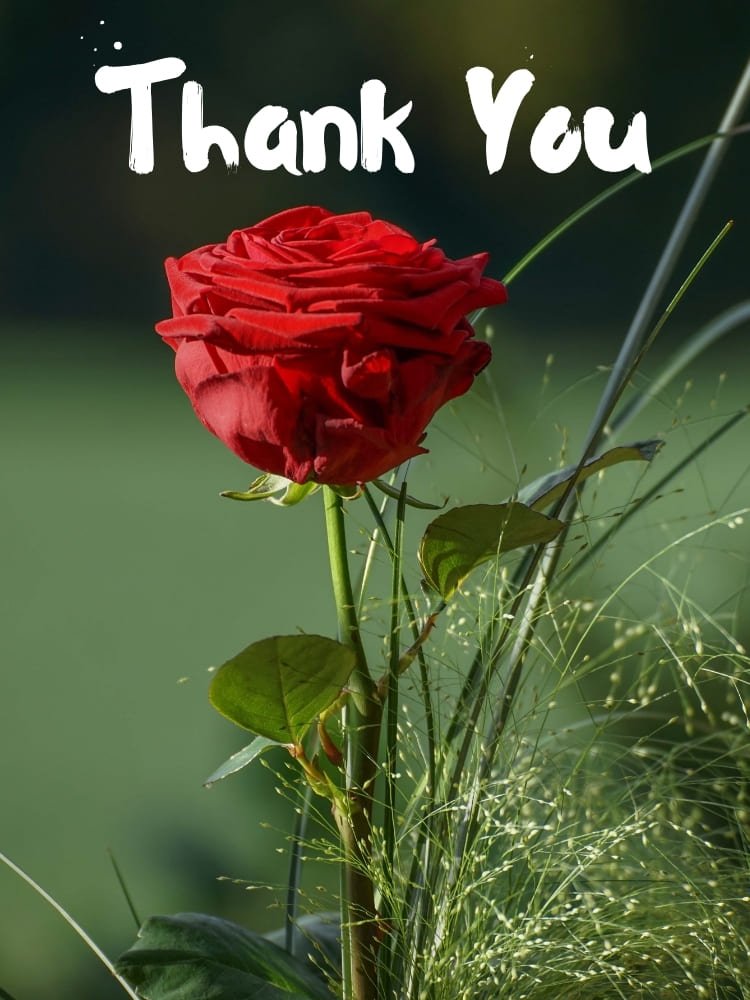 thank you images with red rose flowers