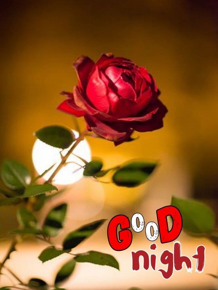 beautiful good night images red rose flower