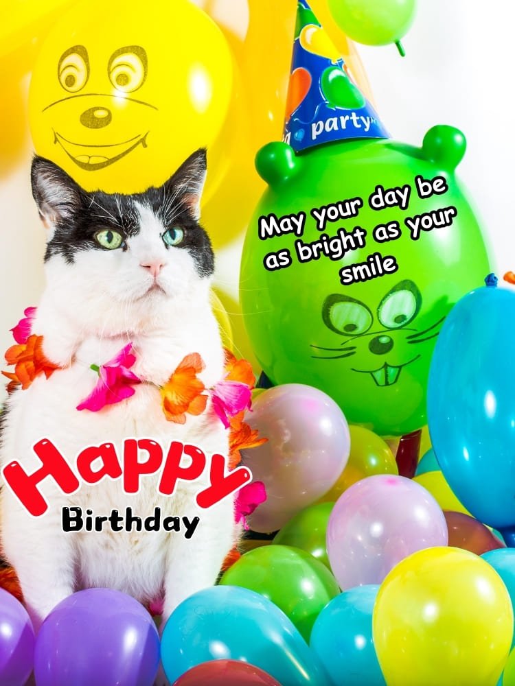 funny happy birthday images, cat