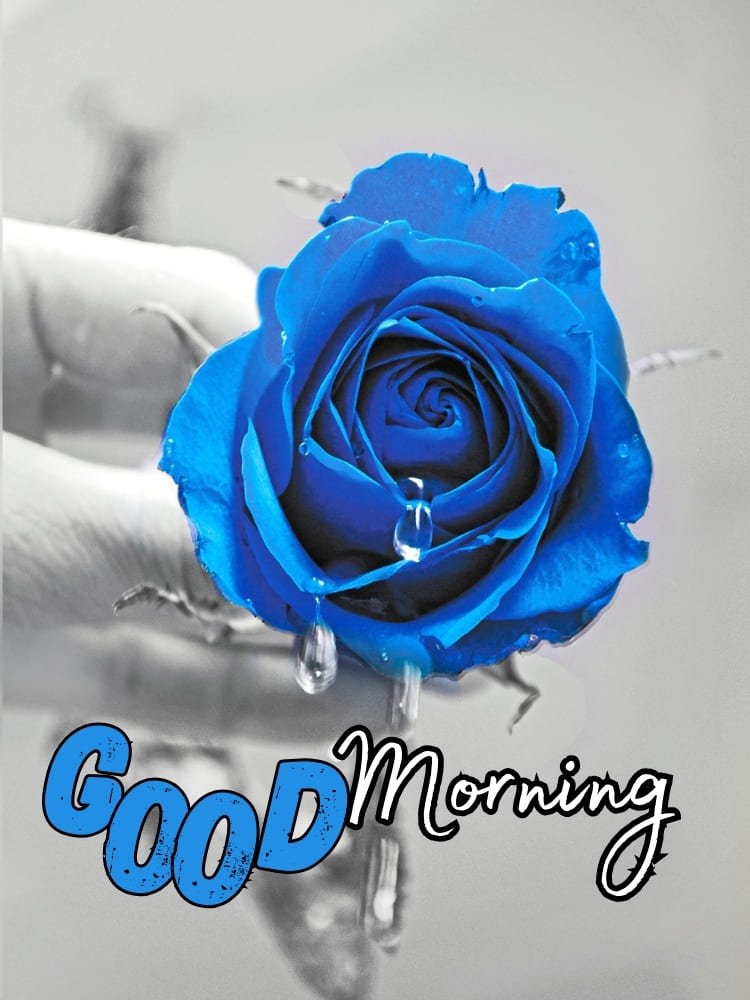 good morning blue rose images