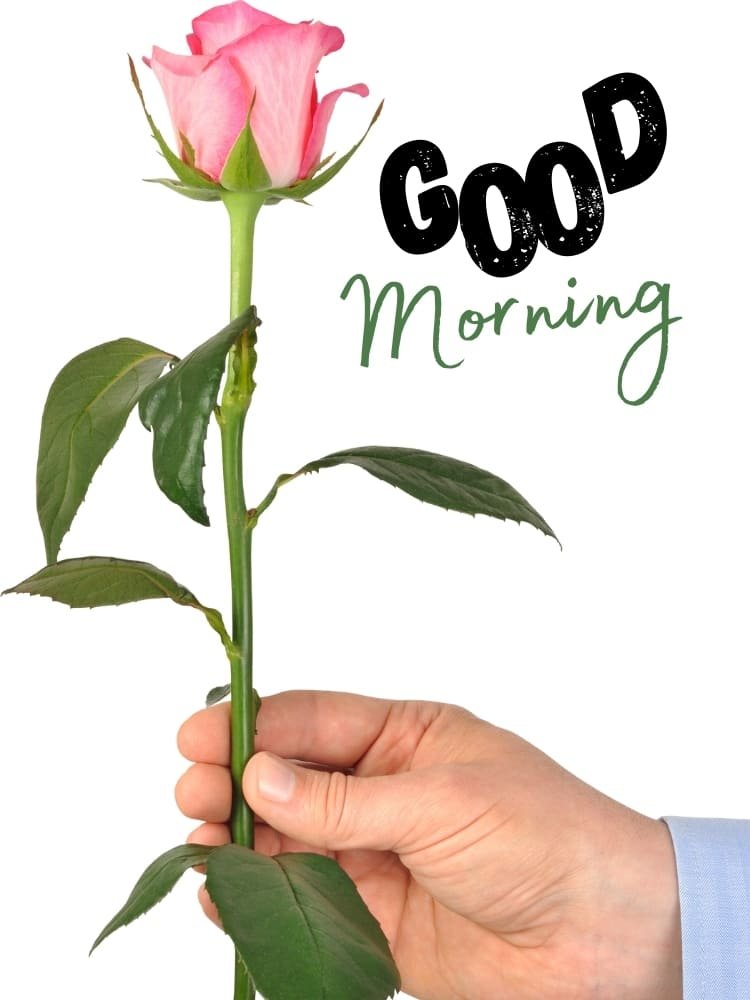 good morning with pink rose 2
