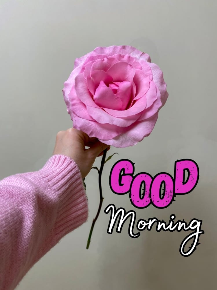 good morning with pink rose