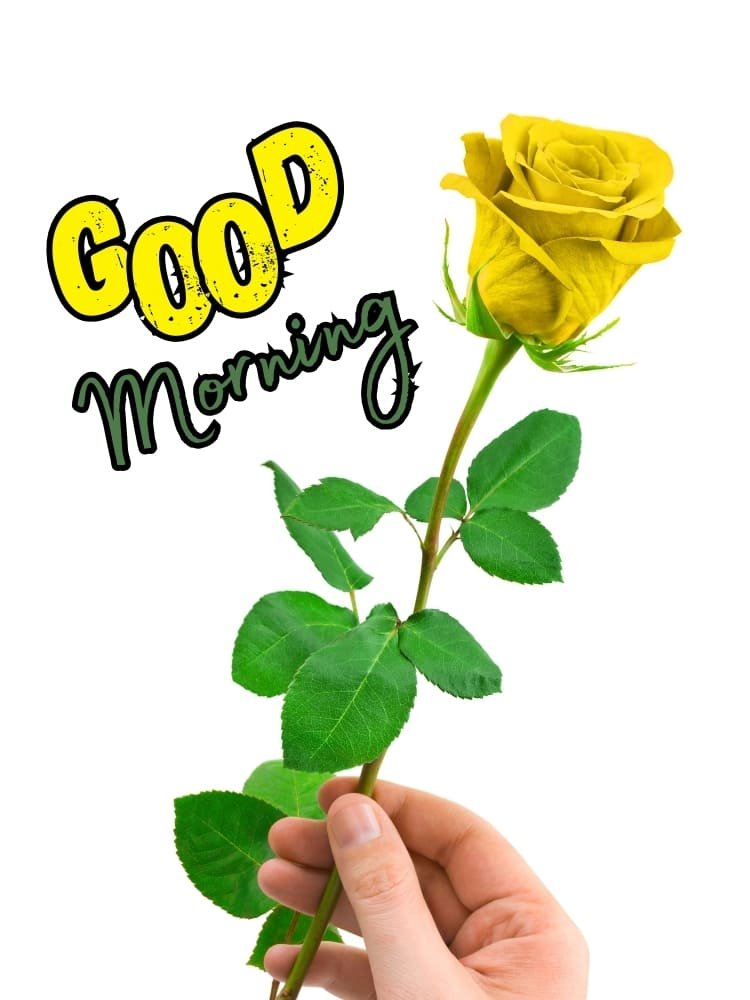 good morning yellow rose